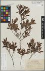 Foto von Salix lapponum L. x Salix myrtilloides L.